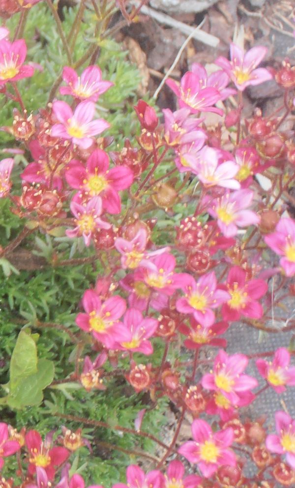 LOMIKÁMEN - Saxifraga arendsii ´Harder Zwerg´