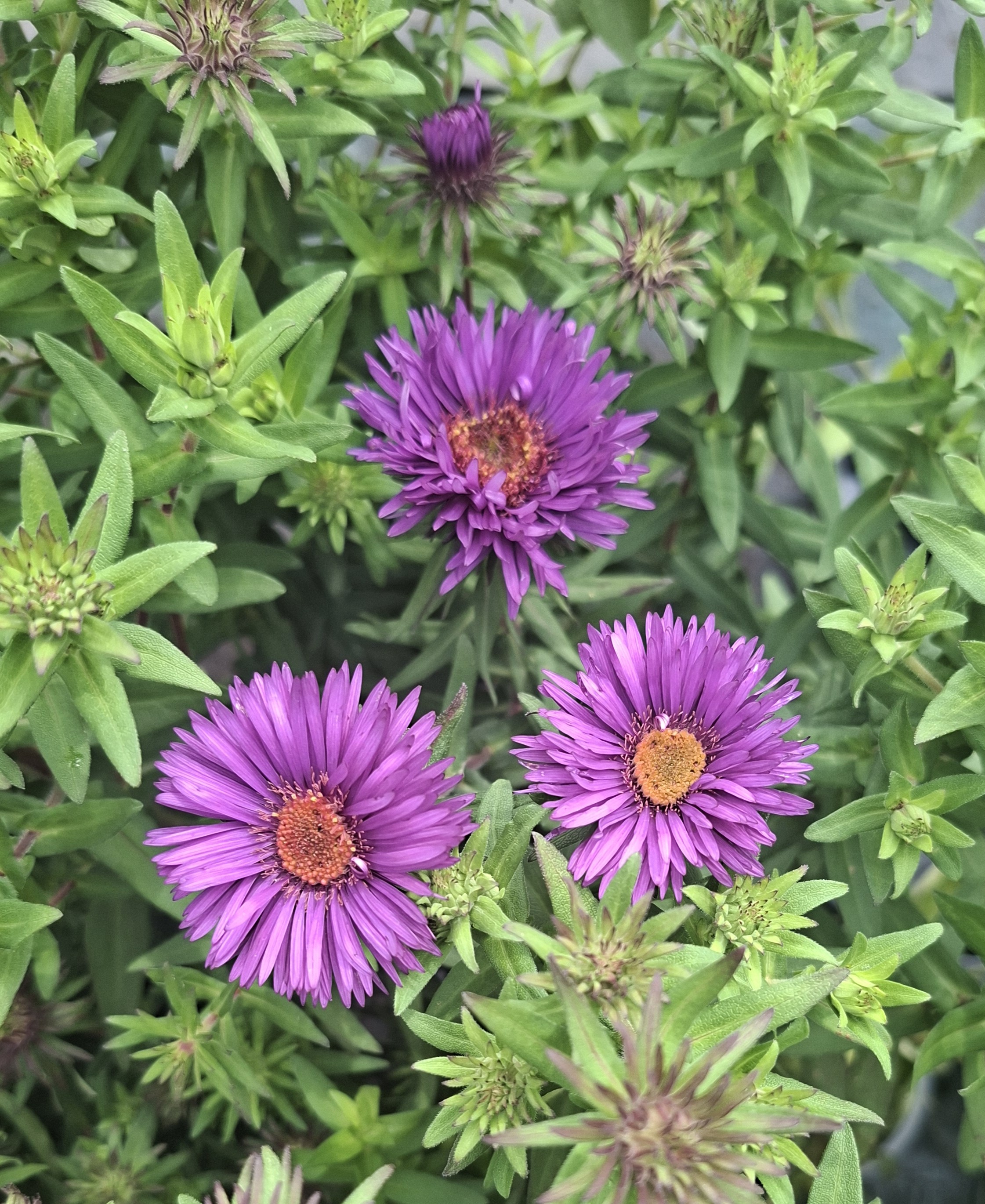 ASTRA PODZIMNÍ FIALOVÁ - Aster novae-angliae ´Purple Dome´