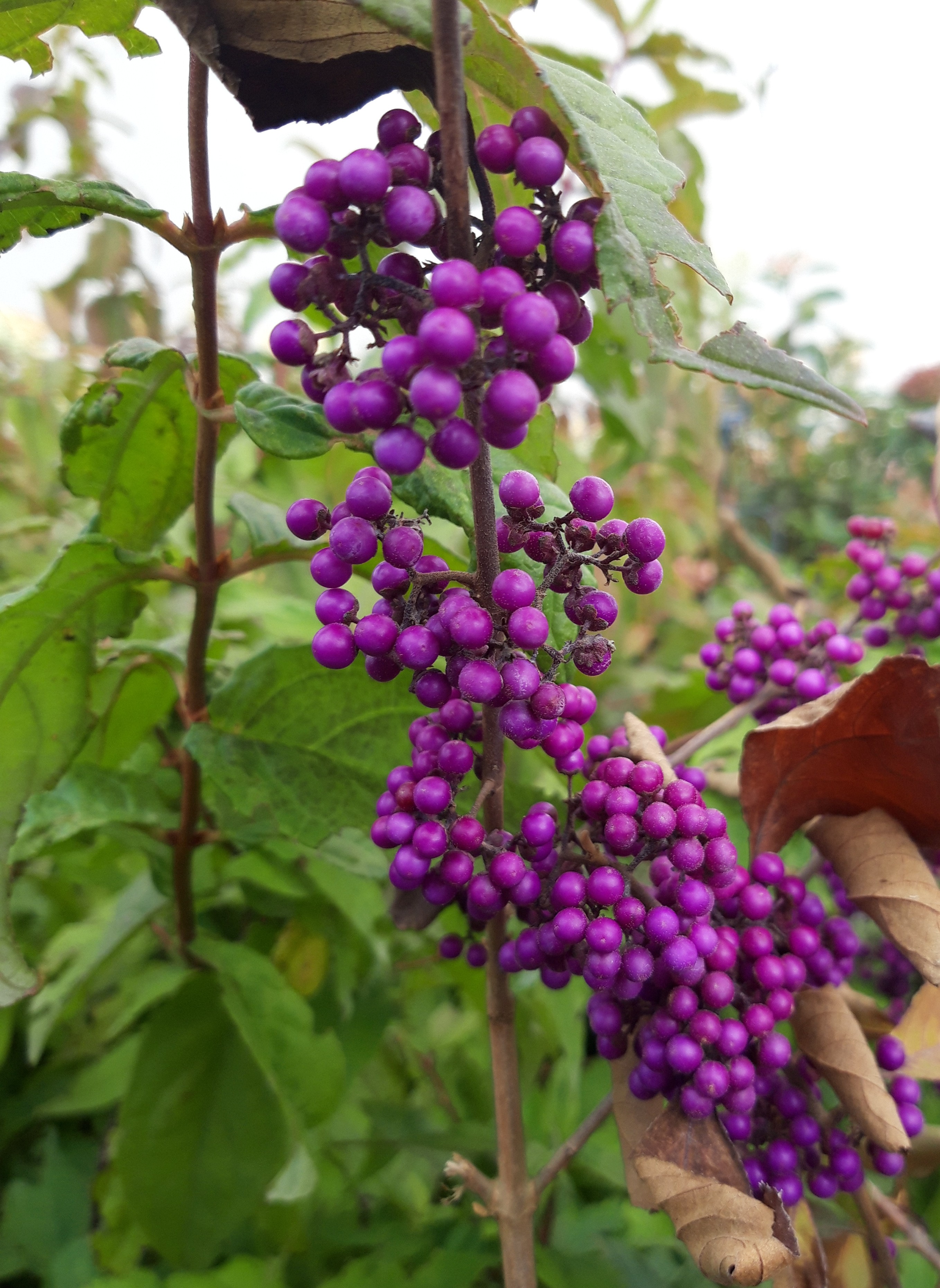 KRÁSNOPLODKA - Callicarpa bodinieri ´Profusion´