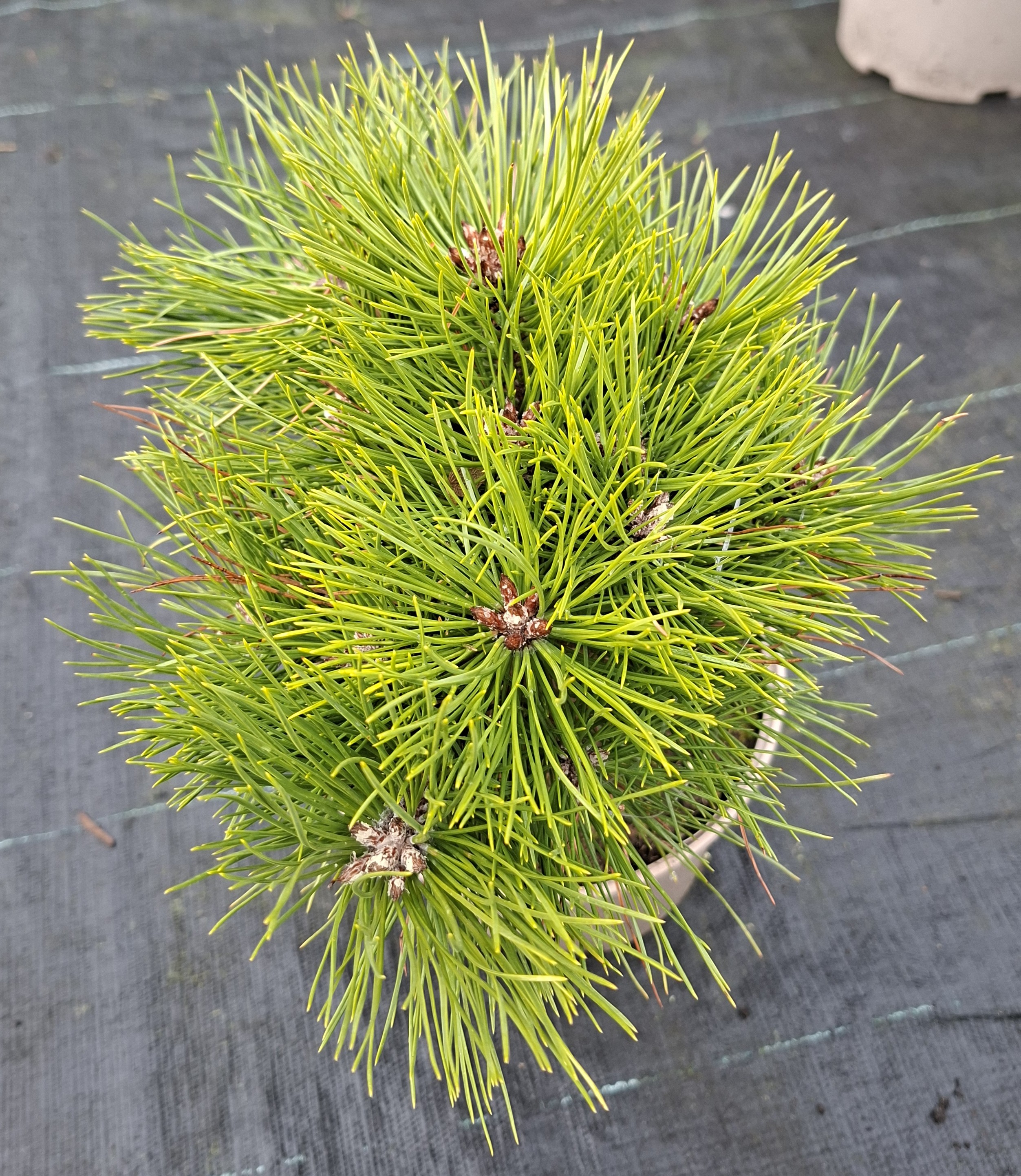 BOROVICE ČERNÁ - Pinus nigra ´Bambino´