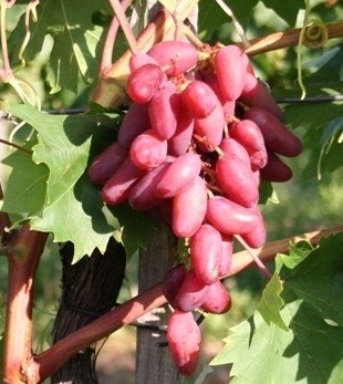 Jupiter - bezsemenné