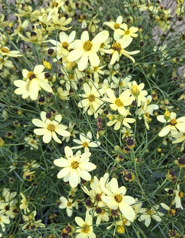 KRÁSNOOČKO - Coreopsis verticillata 'Moonbeam'