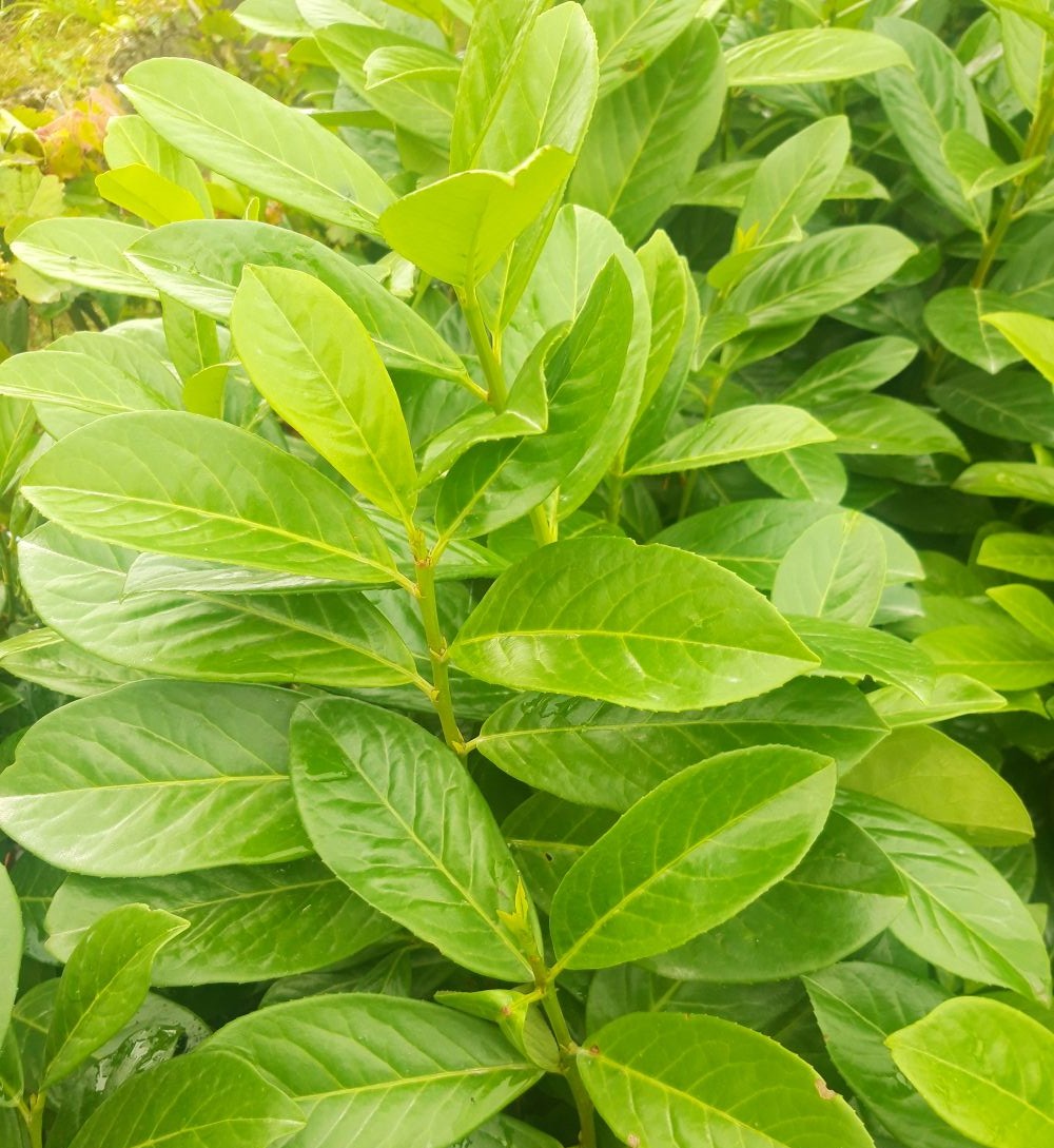 BOBKOVIŠEŇ - Prunus laurocerasus ´Novita´