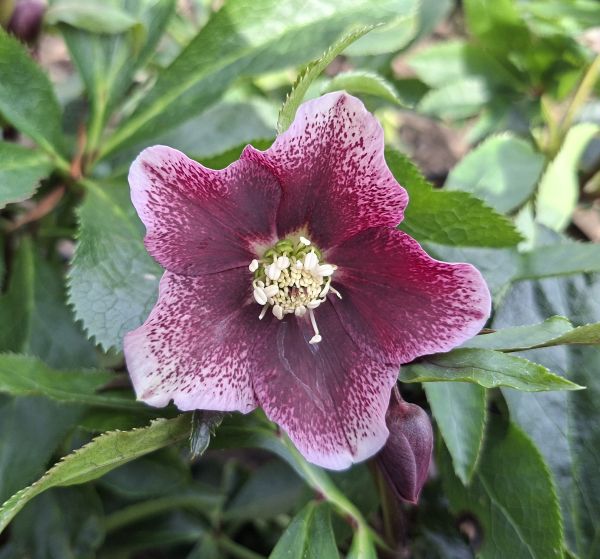 ČEMEŘICE - Helleborus ´Pretty Ellen Spotted´