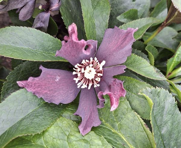 ČEMEŘICE - Helleborus ´Pretty Ellen Purple´