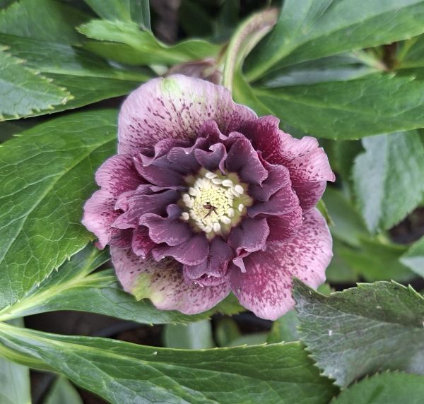 ČEMEŘICE - Helleborus ´Double Ellen Spotted´