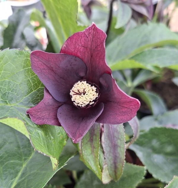 ČEMEŘICE - Helleborus ´Pretty Ellen Red´