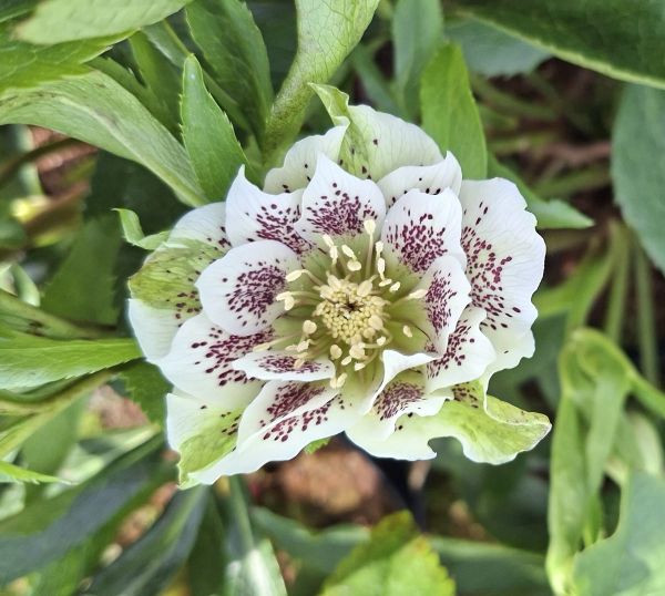 ČEMEŘICE - Helleborus ´Double Ellen White Spotted´