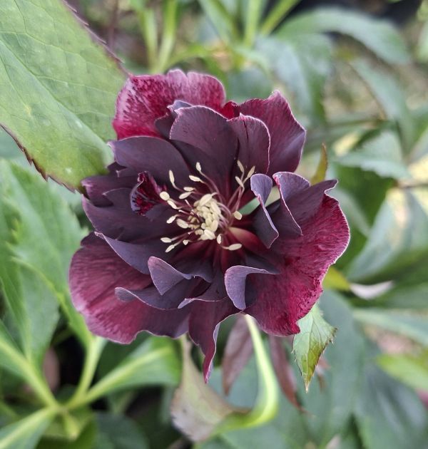 ČEMEŘICE - Helleborus ´Double Ellen Red´