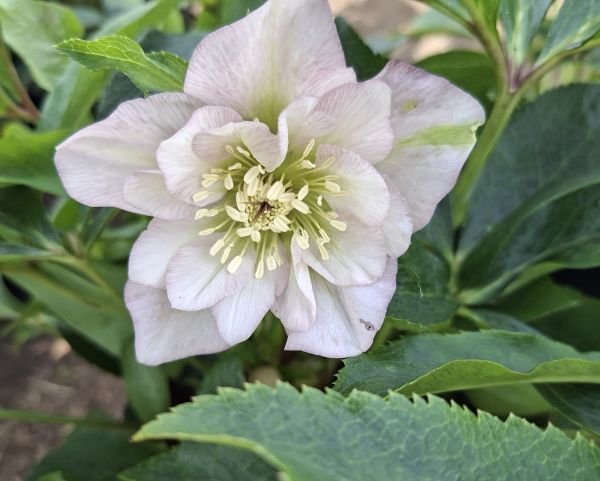ČEMEŘICE - Helleborus ´Double Ellen Pink´