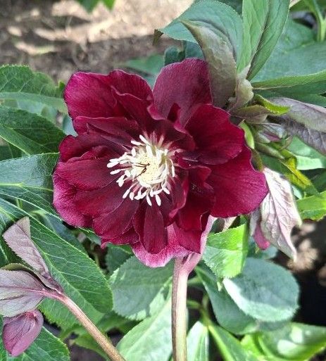 ČEMEŘICE - Helleborus ´Double Ellen Flash´