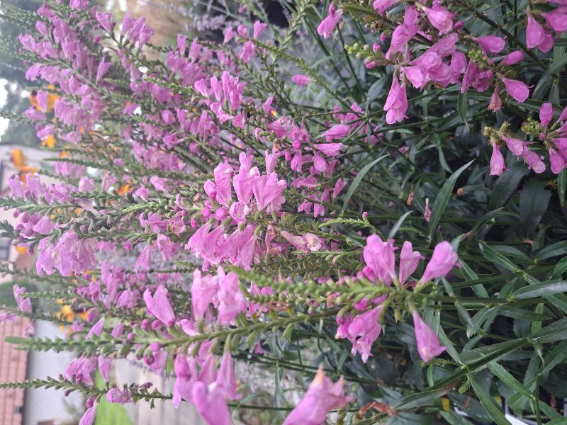 ŘETĚZOVKA - Physostegia virginiana ´Bouquet Rose´