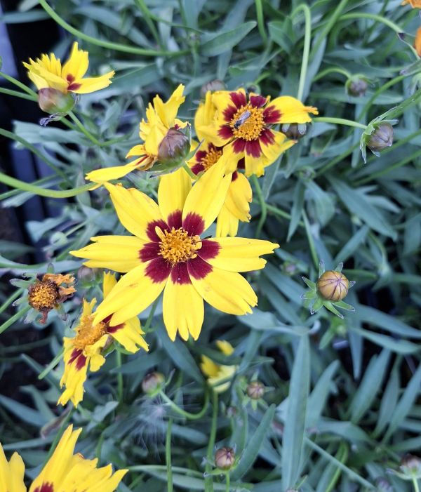 KRÁSNOOČKO - Coreopsis grandiflora ´Sunkiss´