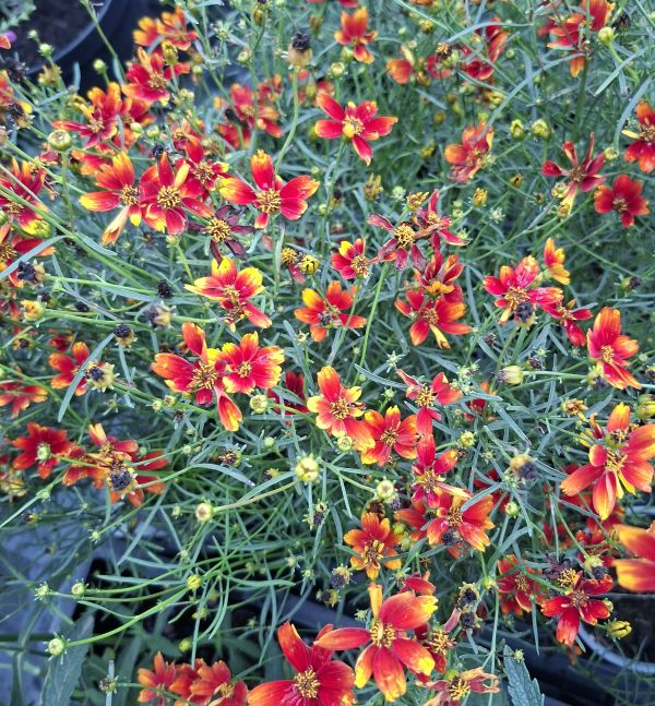 KRÁSNOOČKO - Coreopsis verticillata 