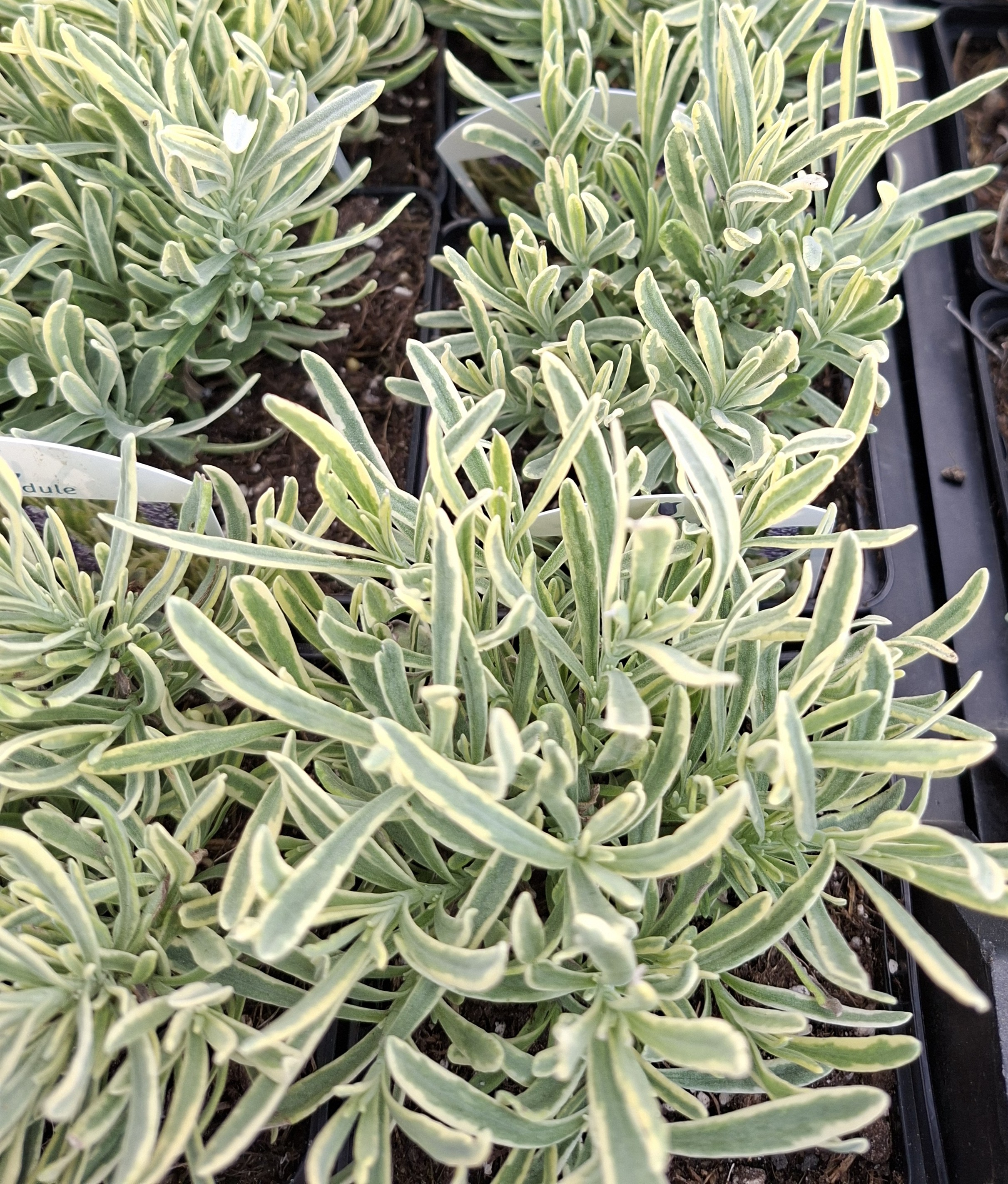 LEVANDULE  - Lavandula angustifolia  ´Platinum Blonde´