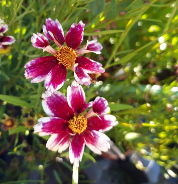KRÁSNOOČKO - Coreopsis verticillata ´Ruby Frost´