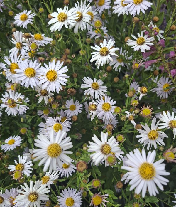 ASTRA PODZIMNÍ  - Aster novi-belgii ´Royal Blue´