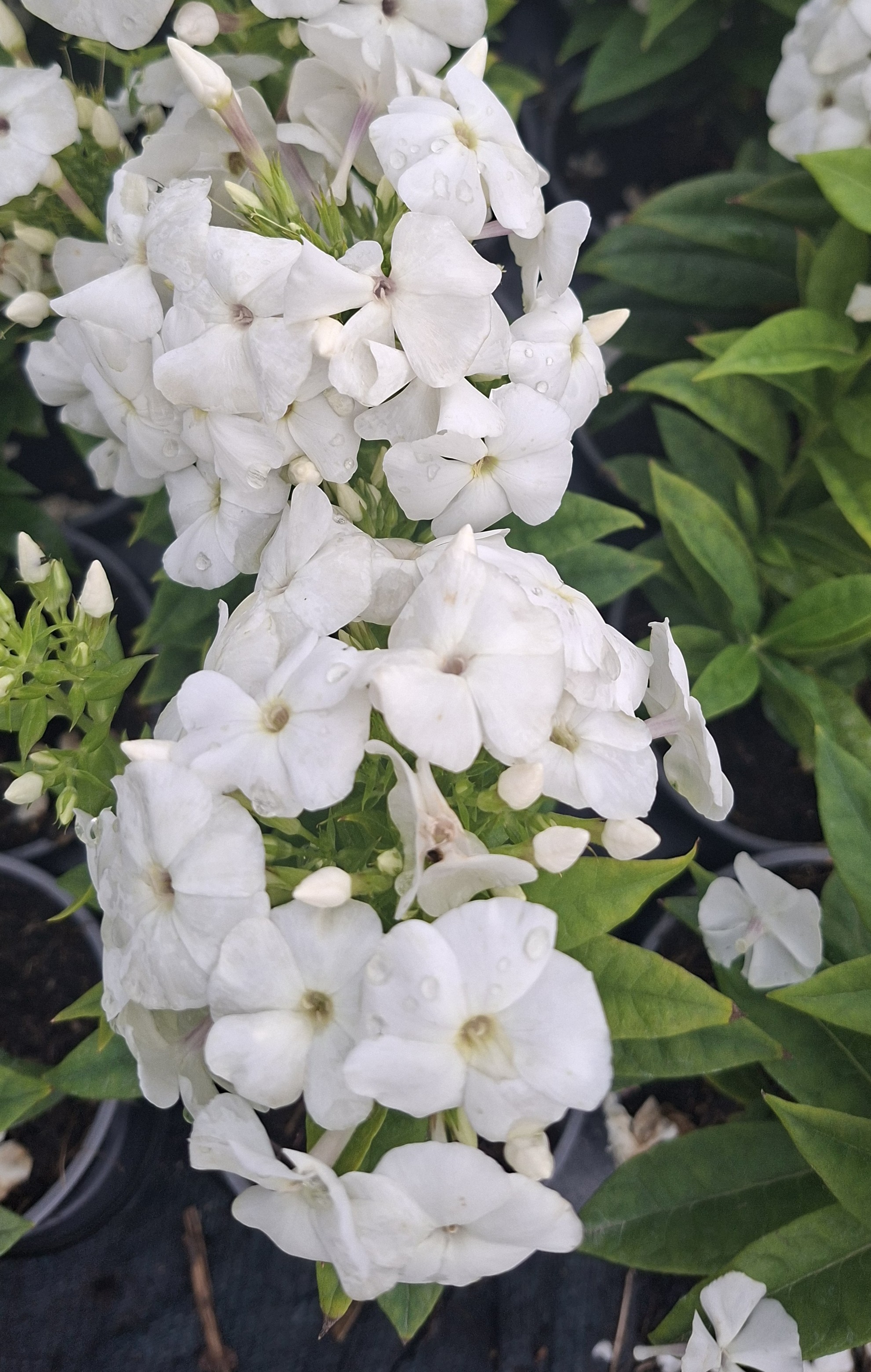 PLAMENKA BÍLÁ - Phlox paniculata ´Adessa White´