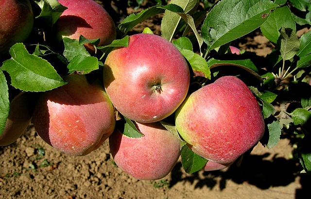 Primadela PK