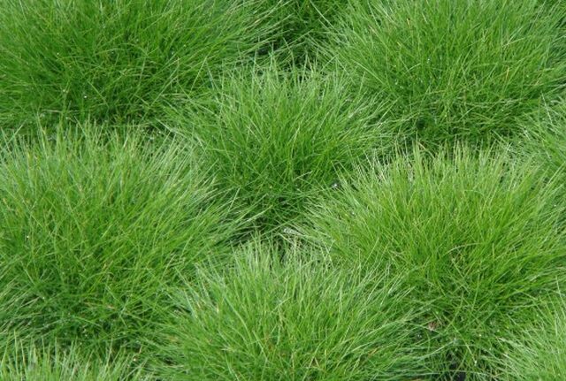 KOSTŘAVA - Festuca scoparia ´Pic Carlit´