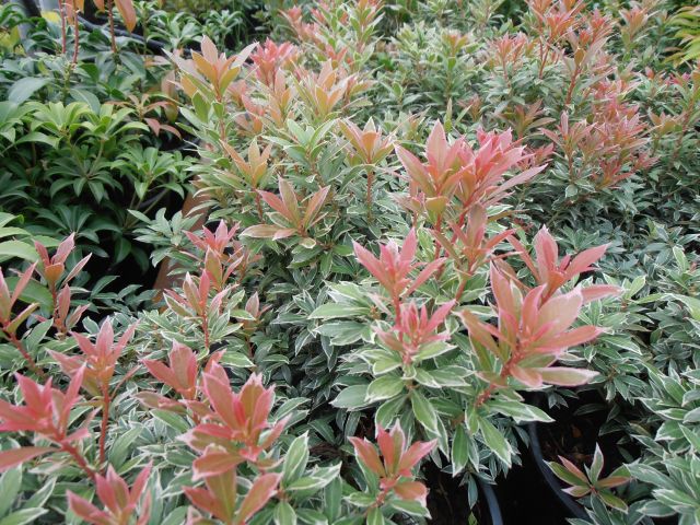 Pieris japonica ´Little Heat´