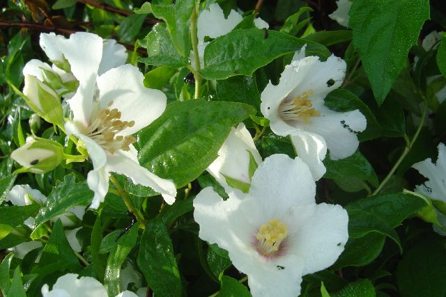 PUSTORYL - Philadelphus ´Belle Etoile´