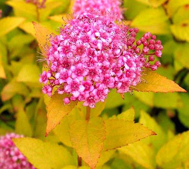TAVOLNÍK JAPONSKÝ - Spiraea japonica ´Golden Princess´