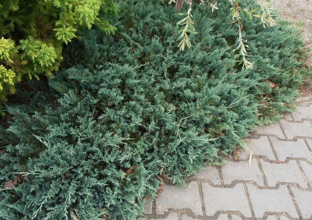 JALOVEC POLEHLÝ - Juniperus horizontalis ´Wiltonii´