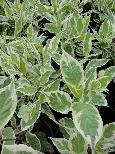 SVÍDA BÍLÁ - Cornus alba ´Elegantisima´