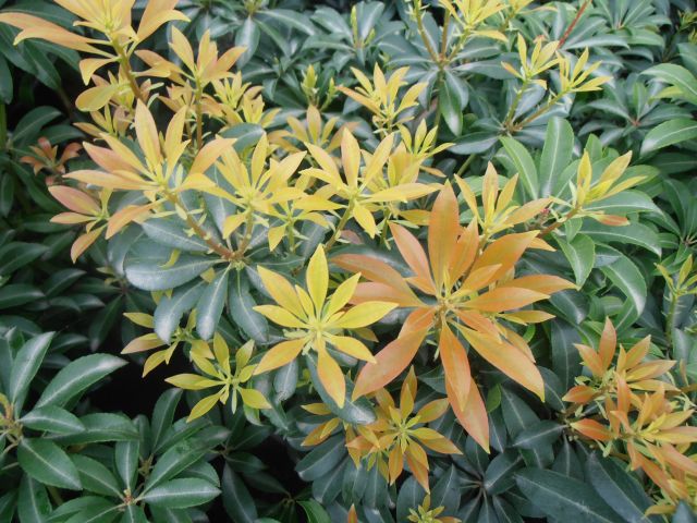 Pieris japonica ´Valley Valentine´