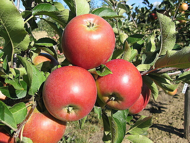 Rajka ZK