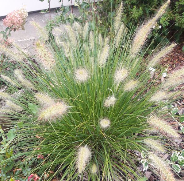 DOCHAN - Pennisetum alopecuroides ´Hameln´