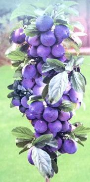 Švestka k sloupovitému zapěstování  ´Imperial´