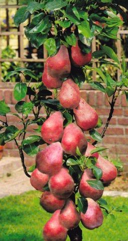 Hrušeň k sloupovitému zapěstování ´Decora´