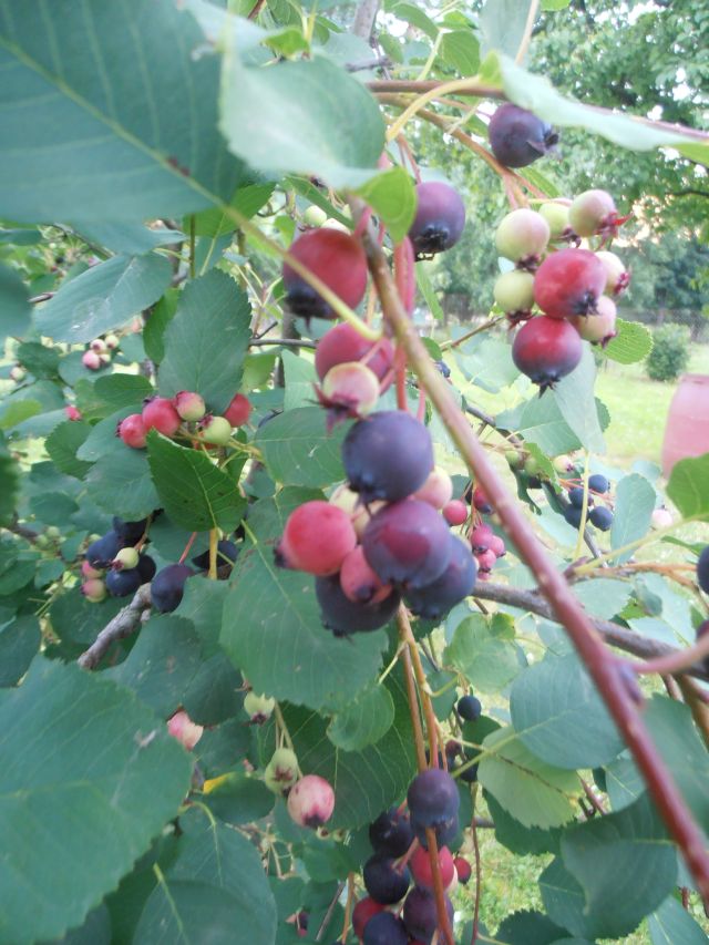 Muchovník - Amelanchier alnifolia ´Smoky´