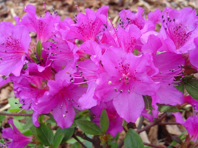 AZALKA FIALOVÁ - Rhododendron obtusum ´Amoena´