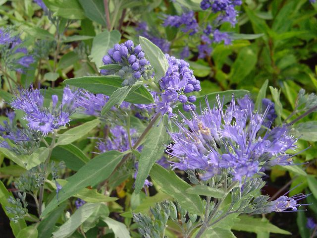 OŘECHOKŘÍDLEC - Caryopteris clandonensis ´Heavenly Blue´