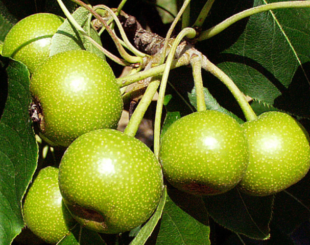 Nijisseiky 