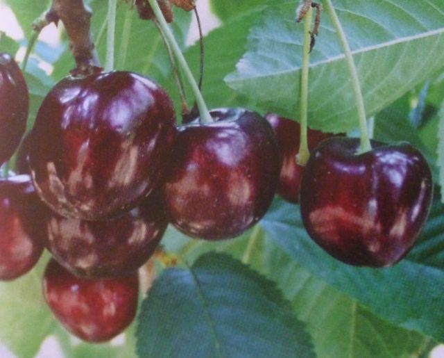 Třešeň k sloupovitému zapěstování ´Sylvia´