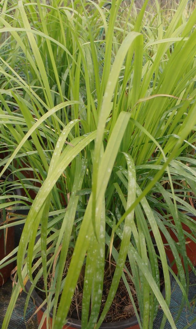 TŘTINA - Calamagrostis brachytricha