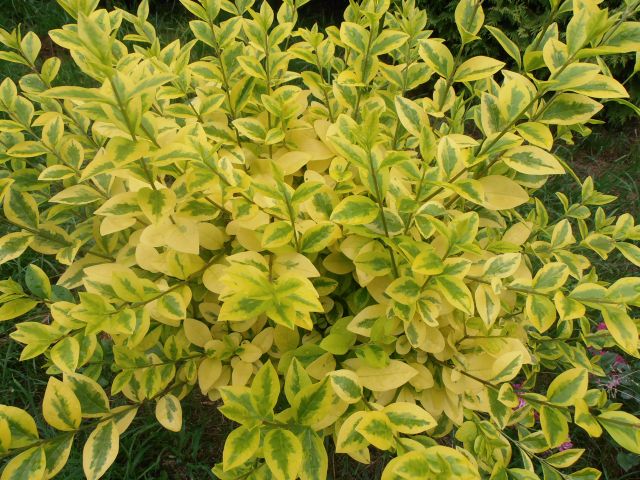 PTAČÍ ZOB - Ligustrum ovalifolium ´Aureum´