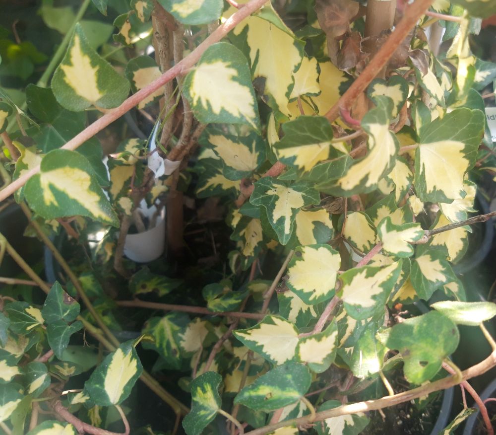 BŘEČŤAN ŽLUTOZELENÝ - Hedera helix ´Goldheart´