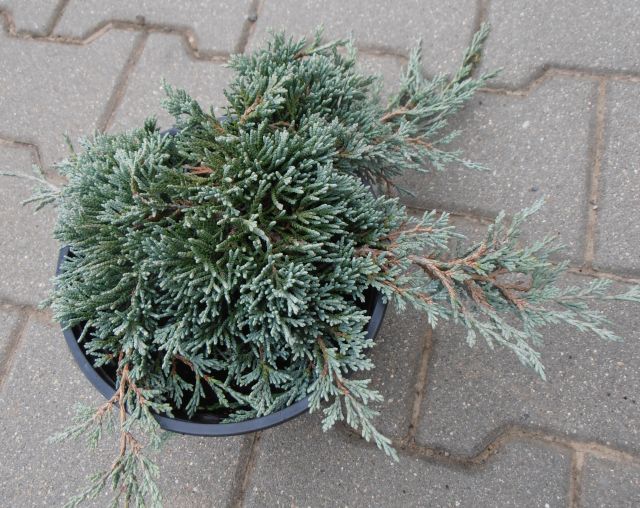 JALOVEC POLEHLÝ - Juniperus horizontalis ´Mini Glacier´