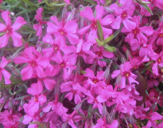 PLAMENKA - Phlox subulata ´Red Wing´