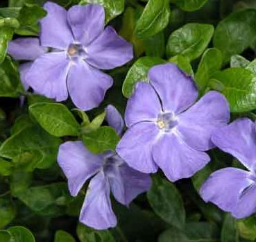 BARVÍNEK - Vinca minor 