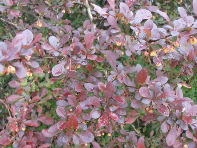 DŘIŠŤÁL ČERVENOLISTÝ - Berberis thunbergii ´Atropurpurea´