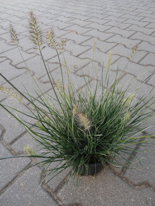 DOCHAN - Pennisetum alopecuroides ´Little Honey´