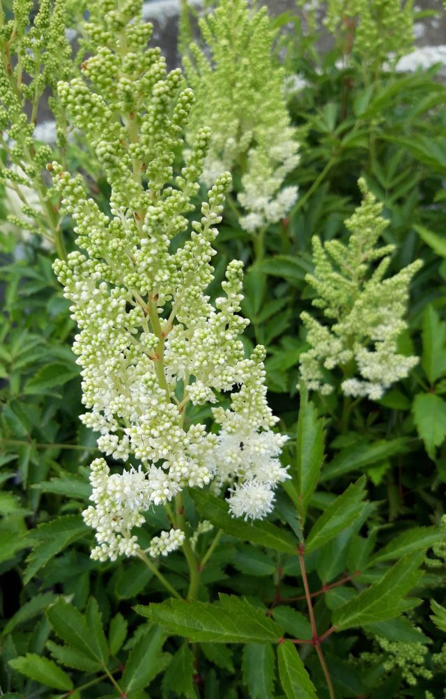 ČECHRAVA BÍLÁ - Astilbe  