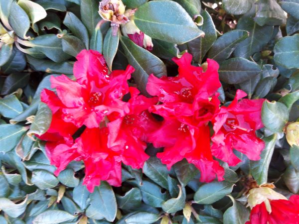 Rhododendron ´Baden-Baden´- červený
