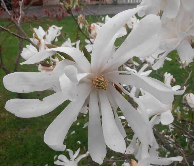 ŠÁCHOLAN BÍLÝ - Magnolia stellata ´Royal Star´